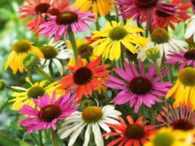 Echinacea - Motýľ zmes farieb
