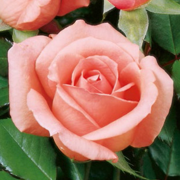 Čajová ruža Parfum, pink kontajnerovaná