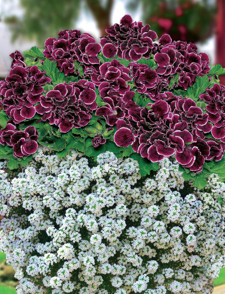 1 Aristo Black Beauty, väčší + 3 Snow Princess