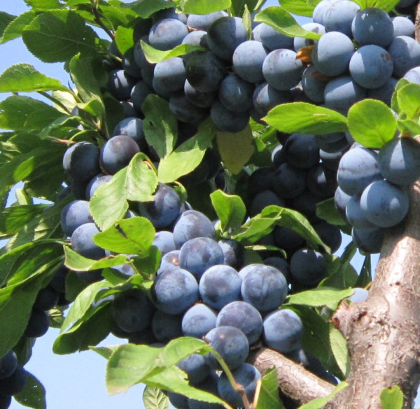 Trnka obyčajná 'Kökényszilva' s voľným koreňom