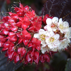 Tavoľa kalinolistá Midnight