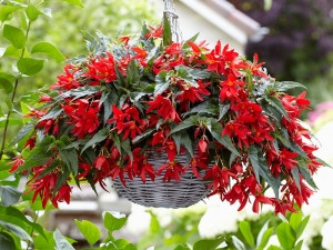 Begónia Beauvilia, červená (1)