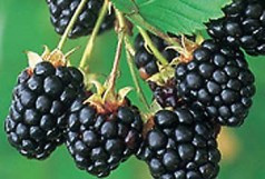 Arkansas Navaho Summerlong černica (2)