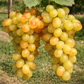 Stolové hrozno Helikon szépe