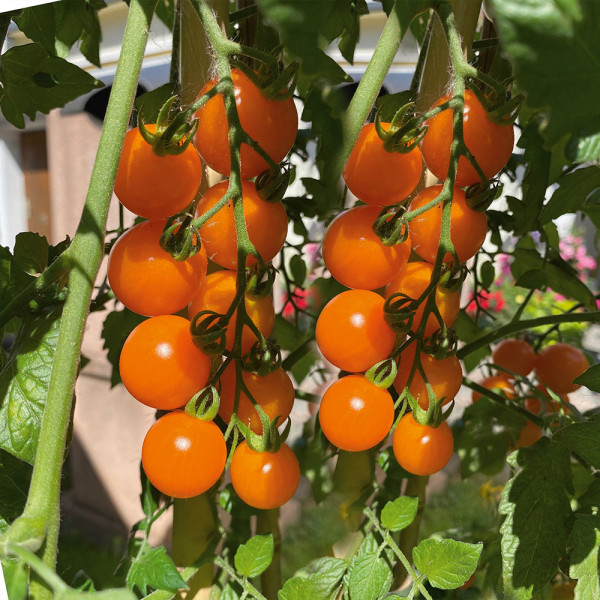 CherryGold F1, žlté kokteilové paradajky