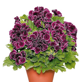Aristo Black Beauty muškát, veľký črepník
