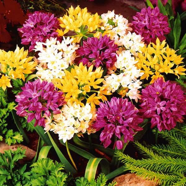 Okrasný trpasličí cesnak (25)