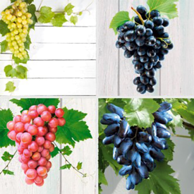 Stolové hrozná 1 Picurka, 1 Rosella, 1 King Ruby, 1 Suvenír
