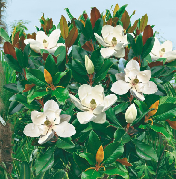 Veľkokvetá stálozelená magnólia