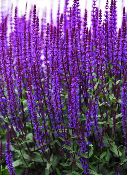 Šalvia hájna, modrofialová