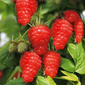 Malina červená Two Timer Sugana (2)