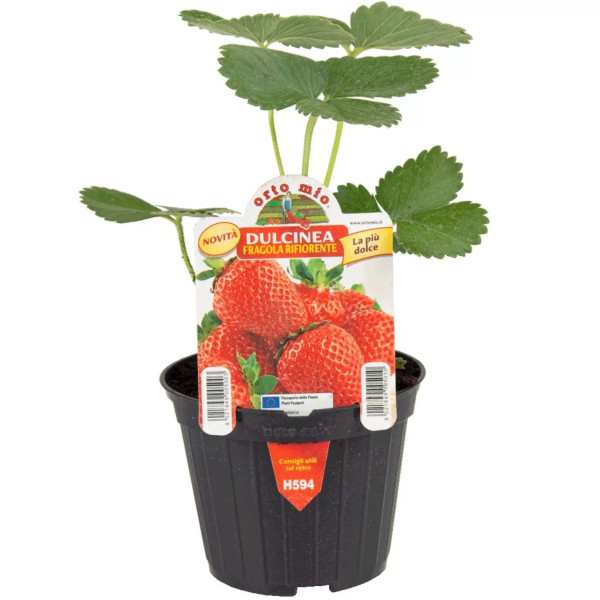 Dulcinea – stáleplodiaca jahoda