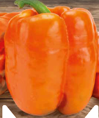 Oranžová kalifornská paprika