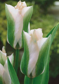 Tulipán 'Green Spirit'