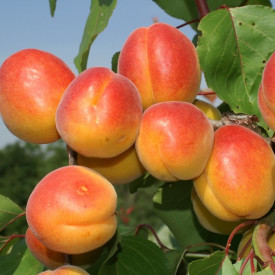 Compacta marhuľa v kontajneri