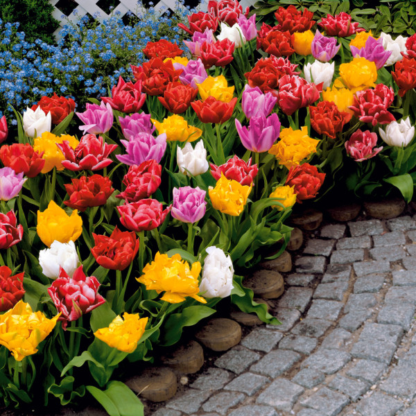 Plnokveté skoré tulipány, zmes farieb