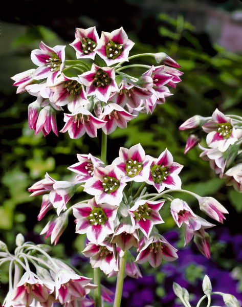 Okrasný cesnak Siculum (4)