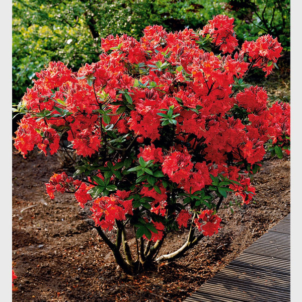 Gibraltársky rododendron