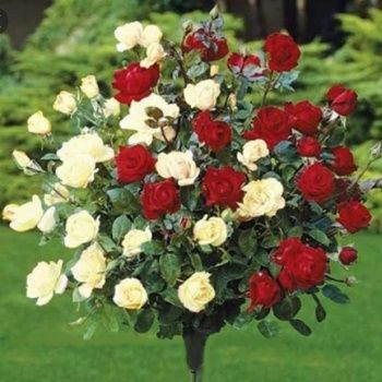 Dvojfarebná ruža Bicolor