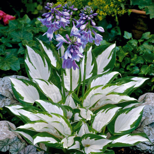 Hosta 'Fire and Ice'