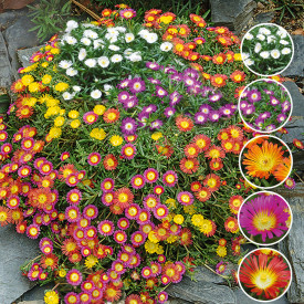 Delosperma 15 kusov