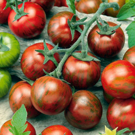 Tomate Zebrino (2)
