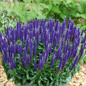Veronika klasnatá 'Royal Candles'