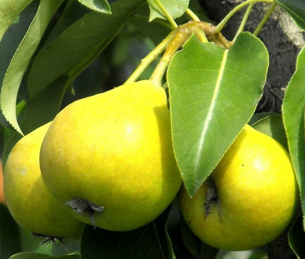 Hruška skorá s voľným koreňom