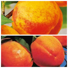 1 Champion + 1 Obor z Ceglédu