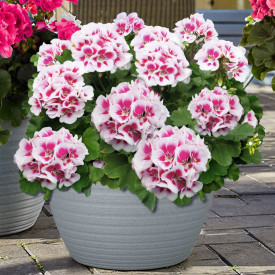 Americana White Splash muškát, veľký črepník