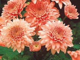 Chryzantéma 'Shippi Apricot'