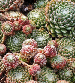 Skalnica pavučinatá