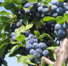 Trnka obyčajná 'Kökényszilva' s voľným koreňom