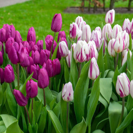 Tulipány 'Prince Brothers'
