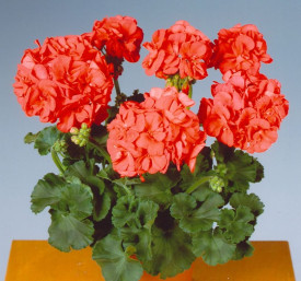 Muškáty Sunrise Mandarin (3)