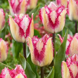 Tulipán 'Yasmine'