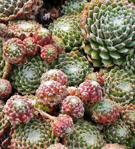 Skalnica pavučinatá