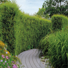 Cyprusovec leylandský 81/100 v kontajneri