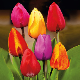 Darwin hybrid tulipány – zmes farieb
