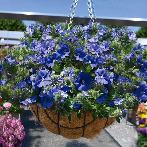 Modrý Mauritius Plus + závesný kvetináč