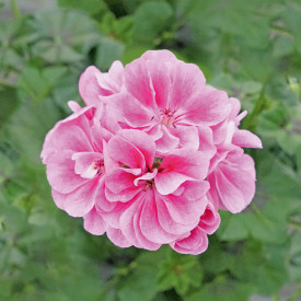 Poloťahavý muškát Frosty Pink (3)