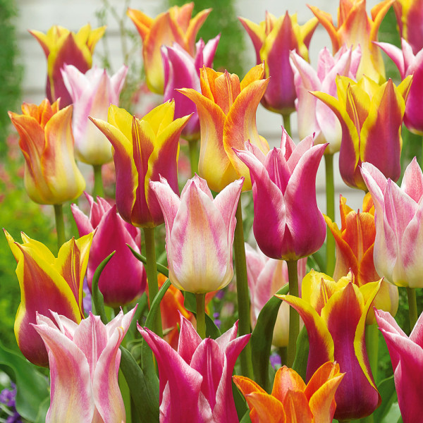 Ľaliokveté tulipány – zmes farieb