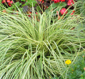 Okrasná tráva Carex Evergold - žltozelená