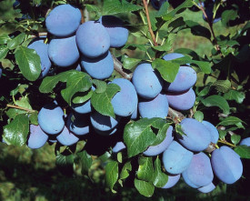 Haganta, slivka s voľným koreňom