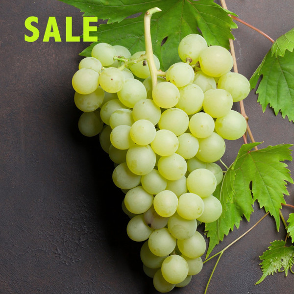 Biele bezsemenné hrozno Picurka