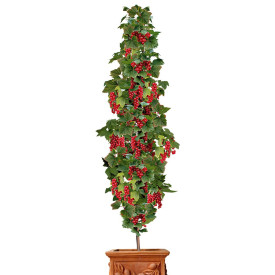 Stĺpovitá červená ríbezľa Rovada