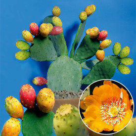 Figový kaktus-Ibiza