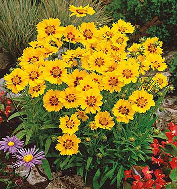 Kráska kopijovitolistá (3)