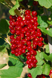 Červená ríbezľa Makosta, kmeňová