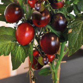 Kokteilové paradajky Black Moon